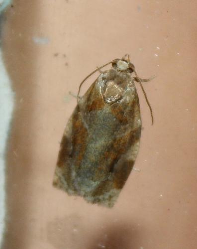Réf. 239 361 : Archips xylosteana
